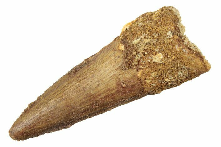 Fossil Spinosaurus Tooth - Real Dinosaur Tooth #226298